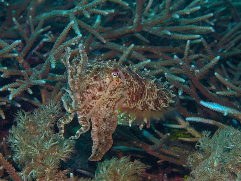 Squid, Manta Point